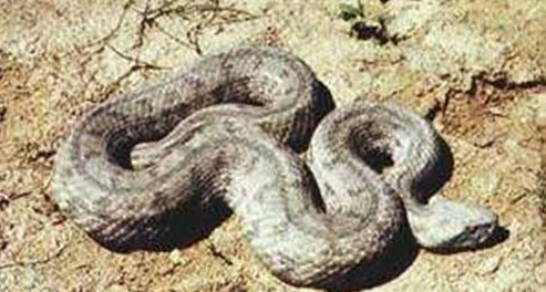 Երևանում հայտնաբերվել է գյուրզա տեսակի օձ