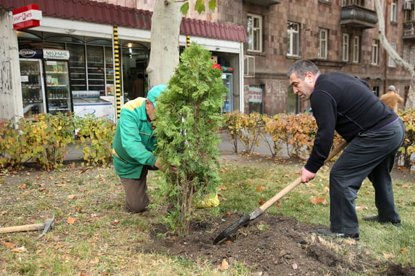 Բարեխիղճ տնտեսվարողների աջակցությամբ Երևանում ավելանում է մշտադալարների թիվը