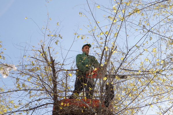 Մայրաքաղաքում շարունակվում է ծառերի 2013 թվականի աշնանային էտը