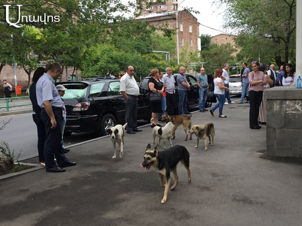 Շներն է՞լ էին եկել քննության