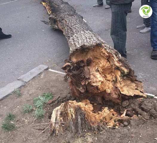 Քամու հետեւանքով կենսունակության ավարտին մոտ ծառեր են տապալվել Երևանում